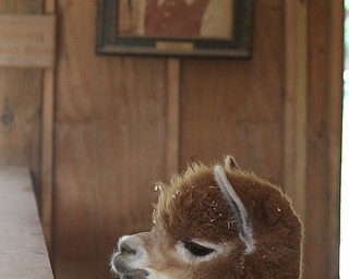 An alpaca during the unveiling of a new bee apiary and peacock aviary at The Purple Cat Farm, Thursday, July 27, 2017 in Coitsville...(Nikos Frazier | The Vindicator)