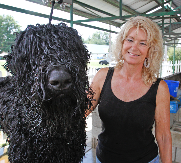 ROBERT K. YOSAY  | THE VINDICATOR...Ollie a Black Russian  Terrier  and handler Rhanda Glenn of South Carolina as she gets him ready for the show Thursday.