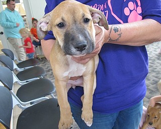 Neighbors | Alexis Bartolomucci.A puppy named Olivia attended the Pooch-a-Palooza at the Austintown library on July 19 for guests to come play with.