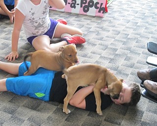 Neighbors | Alexis Bartolomucci.Children had the opportunity to roll on the floor with two puppies from Pawz 2 Adopt at the Austintown library.