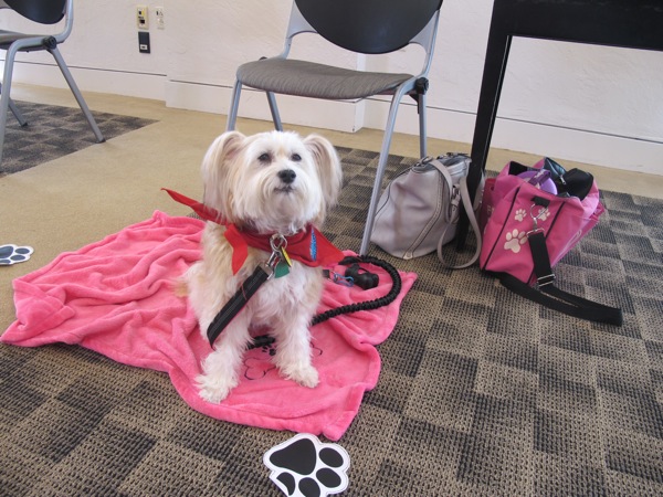 Neighbors | Alexis Bartolomucci.Roxie, a therapy dog, was the the Pooch-a-Palooza program on July 19 at the Austintown library for children to meet and pet.