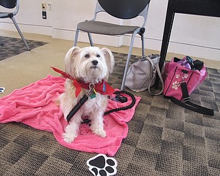 Neighbors | Alexis Bartolomucci.Roxie, a therapy dog, was the the Pooch-a-Palooza program on July 19 at the Austintown library for children to meet and pet.
