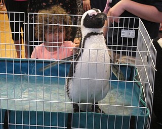 Neighbors | Alexis Bartolomucci.Green Bean, an African Penguin, came to the Canfield library on July 21  with the WAVE Program to educate and visit with the guests.