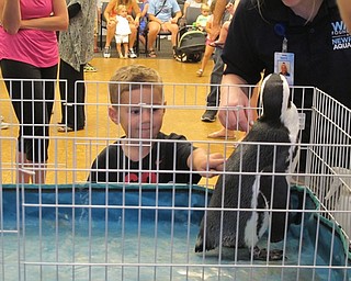 Neighbors | Alexis Bartolomucci.One of the children at the Canfield library on July 21 pet Green Bean, the African Penguin, who came to visit with the WAVE Foundation.
