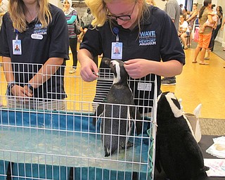 Neighbors | Alexis Bartolomucci.Devin, a WAVE Instructor, pet Green Bean during their visit to the Canfield library on July 21.
