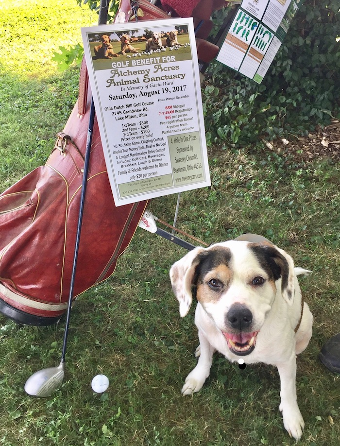 Buckeye, an Alchemy Acres adoptee, is shown above along with items for the benefit golf tournament that will take place Aug. 19.