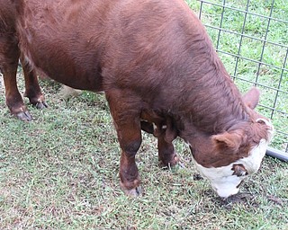 Neighbors | Abby Slanker.Felger Exotics brought a miniature Hereford cow for children and adults to pet during the Traveling Petting Zoo fundraiser hosted by the Canfield Dollar General on Aug. 5. All proceeds benefited Canfield Operation Blessing.