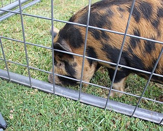 Neighbors | Abby Slanker.A Kune Kune pig from New Zealand, provided by Felger Exotics, wowed attendees at the Traveling Petting Zoo fundraiser hosted by the Canfield Dollar General.