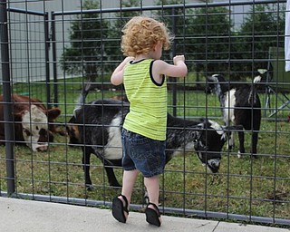 Neighbors | Abby Slanker.Brayden, of Boardman, got up on his tip toes to try to get a better look at the Nigerian dwarf goat that was at the Traveling Petting Zoo fundraiser on Aug. 5. All proceeds benefited Canfield Operation Blessing.