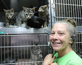     ROBERT K. YOSAY  | THE VINDICATOR..., Angels has been getting in 20-30 cats a day. The shelter needs foster homes for the cats because it canÕt house them all. .Founder Diane Less  houses and fosters many many cats.. these cats were alldropped off this weekend.
