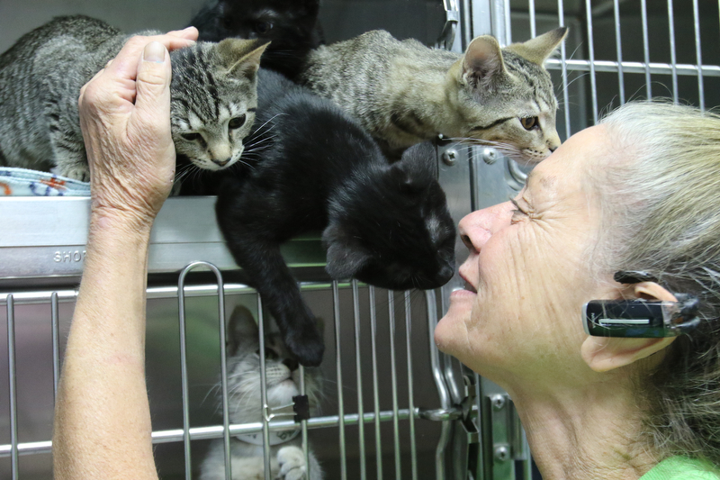     ROBERT K. YOSAY  | THE VINDICATOR..., Angels has been getting in 20-30 cats a day. The shelter needs foster homes for the cats because it canÕt house them all. .Founder Diane Less  houses and fosters many many cats.. these cats were alldropped off this weekend.
