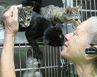     ROBERT K. YOSAY  | THE VINDICATOR..., Angels has been getting in 20-30 cats a day. The shelter needs foster homes for the cats because it canÕt house them all. .Founder Diane Less  houses and fosters many many cats.. these cats were alldropped off this weekend.