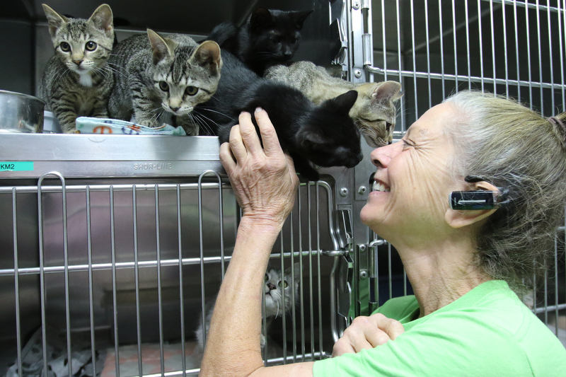     ROBERT K. YOSAY  | THE VINDICATOR..., Angels has been getting in 20-30 cats a day. The shelter needs foster homes for the cats because it canÕt house them all. .Founder Diane Less  houses and fosters many many cats.. these cats were alldropped off this weekend.