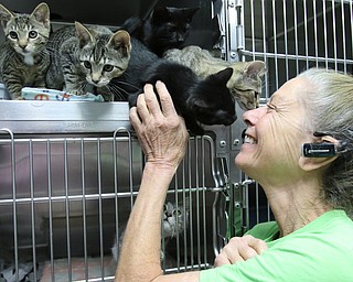     ROBERT K. YOSAY  | THE VINDICATOR..., Angels has been getting in 20-30 cats a day. The shelter needs foster homes for the cats because it canÕt house them all. .Founder Diane Less  houses and fosters many many cats.. these cats were alldropped off this weekend.