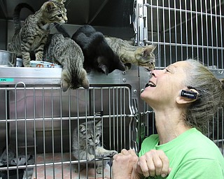     ROBERT K. YOSAY  | THE VINDICATOR..., Angels has been getting in 20-30 cats a day. The shelter needs foster homes for the cats because it canÕt house them all. .Founder Diane Less  houses and fosters many many cats.. these cats were alldropped off this weekend.