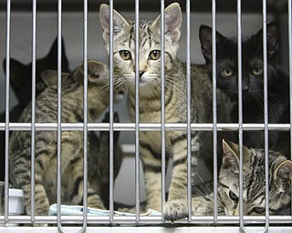     ROBERT K. YOSAY  | THE VINDICATOR..., Angels has been getting in 20-30 cats a day. The shelter needs foster homes for the cats because it canÕt house them all. .Founder Diane Less  houses and fosters many many cats.. these cats were alldropped off this weekend.