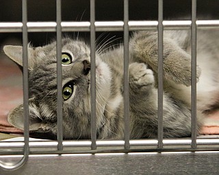     ROBERT K. YOSAY  | THE VINDICATOR..., Angels has been getting in 20-30 cats a day. The shelter needs foster homes for the cats because it canÕt house them all. .Founder Diane Less  houses and fosters many many cats.. these cats were alldropped off this weekend.