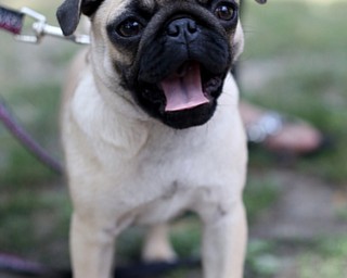 Daisy, 3 m/o Pug from Warren during the All About Animals Art Show, Saturday, August 26, 2017 at Courthouse Square in Warren...(Nikos Frazier | The Vindicator)