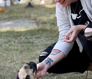 Erin Yale of Niles pets Daisy, a 3 m/o Pug from Warren during the All About Animals Art Show, Saturday, August 26, 2017 at Courthouse Square in Warren...(Nikos Frazier | The Vindicator)
