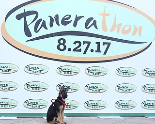 Reggie, a 10 w/o German Shepard of Poland, poses for photos before the 8th annual Panerathon, Sunday, August 27, 2017 at the Covelli Centre in Youngstown...(Nikos Frazier | The Vindicator)