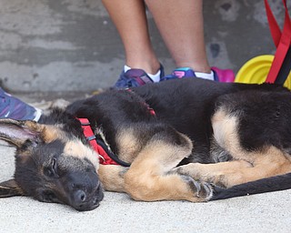 Reggie, a 10 w/o German Shepard of Poland, takes a nap before the 8th annual Panerathon, Sunday, August 27, 2017 at the Covelli Centre in Youngstown...(Nikos Frazier | The Vindicator)
