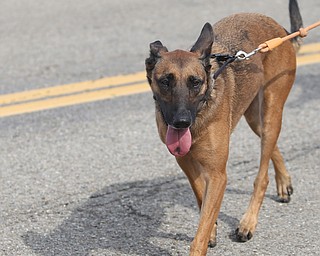 A Belgian Malinois completes the 8th annual Panerathon, Sunday, August 27, 2017 at the Covelli Centre in Youngstown...(Nikos Frazier | The Vindicator)