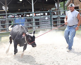Ed Schlegel of Canfield runs his daughter, Lydia's a 6 moth old holstein calf Nitro around a coral at the 171st Canfield Fair, Thursday, August 31, 2017, at the Canfield Fairgrounds in Canfield...(Nikos Frazier | The Vindicator)