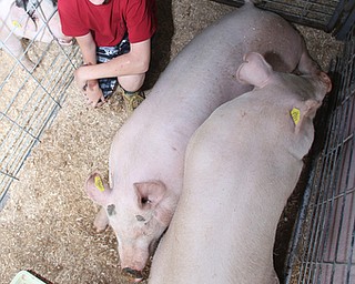 Will Bacho IV poses for a photo with his hogs, Speedbump(center) and Nissan(right) at the 171st Canfield Fair, Thursday, August 31, 2017, at the Canfield Fairgrounds in Canfield. Will is donating Speedbump to the Junior Fair New Building Campaign...(Nikos Frazier | The Vindicator)