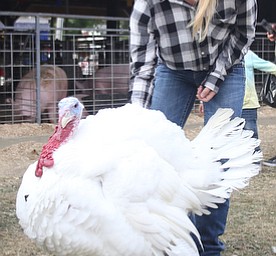 Haley Smith(16) of Austintown, talks her turkey towards Colosseum 8 at the 171st Canfield Fair, Friday, Sept. 1, 2017, at the Canfield Fairgrounds in Canfield...(Nikos Frazier | The Vindicator)