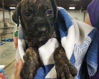 Adoptable animals from Texas will soon be traveling to Ohio to make room for rescued animals lost in the flood after Hurricane Harvey. Mahoning Valley animal activist Jason Cooke of Brookfield is in Montgomery County, Texas, to help with the rescue. CONTRIBUTED PHOTO