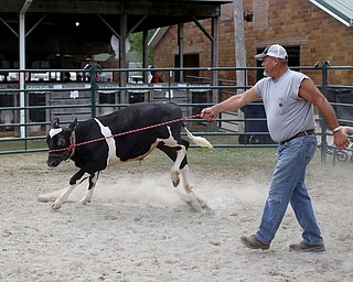 Ed Schlegel of Canfield runs his daughter, Lydia's a 6 moth old holstein calf Nitro around a coral at the 171st Canfield Fair, Thursday, August 31, 2017, at the Canfield Fairgrounds in Canfield...(Nikos Frazier | The Vindicator)