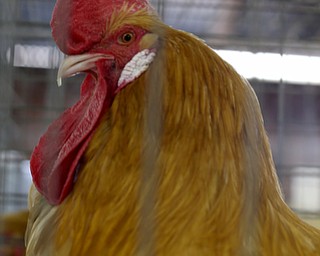 A roster at the 171st Canfield Fair, Thursday, August 31, 2017, at the Canfield Fairgrounds in Canfield...(Nikos Frazier | The Vindicator)