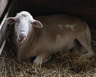 A sheep at the 171st Canfield Fair, Thursday, August 31, 2017, at the Canfield Fairgrounds in Canfield...(Nikos Frazier | The Vindicator)