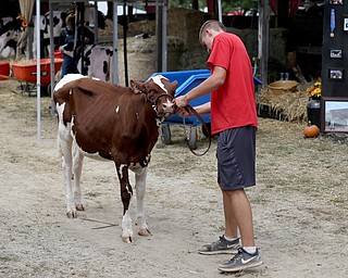 Keith Barto(17) of Hartford walks Juan at the 171st Canfield Fair, Thursday, August 31, 2017, at the Canfield Fairgrounds in Canfield...(Nikos Frazier | The Vindicator)