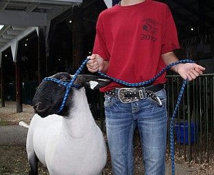Abigail Gay(14) poses for a portrait with her lamb, Jay at the 171st Canfield Fair, Thursday, August 31, 2017, at the Canfield Fairgrounds in Canfield. Abigail is donating her lamb to the Junior Fair New Building Campaign...(Nikos Frazier | The Vindicator)