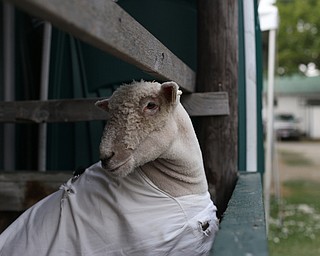 A sheep poses for a portrait at the 171st Canfield Fair, Thursday, August 31, 2017, at the Canfield Fairgrounds in Canfield...(Nikos Frazier | The Vindicator)