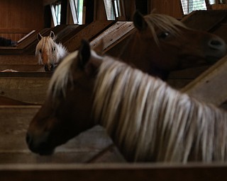 Horses at the 171st Canfield Fair, Thursday, August 31, 2017, at the Canfield Fairgrounds in Canfield...(Nikos Frazier | The Vindicator)