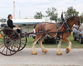 A clydesdale and rider trot by at the 171st Canfield Fair, Thursday, August 31, 2017, at the Canfield Fairgrounds in Canfield...(Nikos Frazier | The Vindicator)