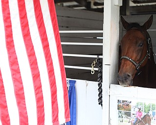 A horse at the 171st Canfield Fair, Thursday, August 31, 2017, at the Canfield Fairgrounds in Canfield...(Nikos Frazier | The Vindicator)