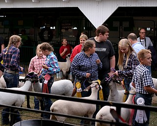 4-H sheep wait with their handlers to be sold at auction at the 171st Canfield Fair, Thursday, August 31, 2017, at the Canfield Fairgrounds in Canfield...(Nikos Frazier | The Vindicator)