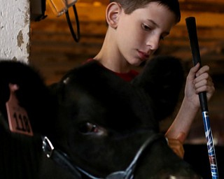 Heath Criss(12) of Salem, looks down at his cow, Bullet, before showing him at the 171st Canfield Fair, Friday, Sept. 1, 2017, at the Canfield Fairgrounds in Canfield...(Nikos Frazier | The Vindicator)
