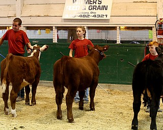 Junior Fair participants show off their cows at the 171st Canfield Fair, Friday, Sept. 1, 2017, at the Canfield Fairgrounds in Canfield...(Nikos Frazier | The Vindicator)