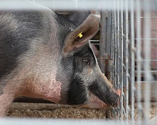 A pig at the 171st Canfield Fair, Friday, Sept. 1, 2017, at the Canfield Fairgrounds in Canfield...(Nikos Frazier | The Vindicator)