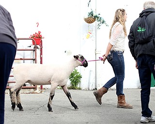 Anna Duda(18) of Berlin Center, walks her sheep through the crowds at the 171st Canfield Fair, Friday, Sept. 1, 2017, at the Canfield Fairgrounds in Canfield...(Nikos Frazier | The Vindicator)