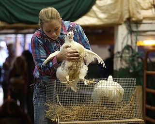 Autum Ridzon puts her Broiler chicken back into the cage after selling them at auction at the 171st Canfield Fair, Friday, Sept. 1, 2017, at the Canfield Fairgrounds in Canfield...(Nikos Frazier | The Vindicator)