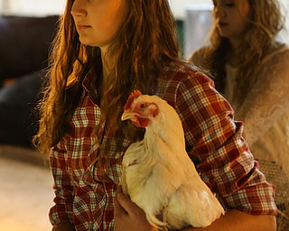 Taylor Aquisto(14) of North Lima holds her Broiler chicken before walking onto the auction stage at the 171st Canfield Fair, Friday, Sept. 1, 2017, at the Canfield Fairgrounds in Canfield...(Nikos Frazier | The Vindicator)