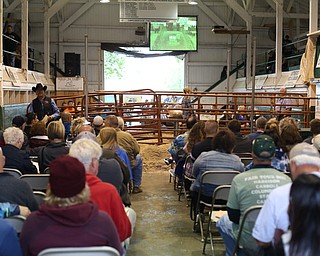 The auction crowd at the 171st Canfield Fair, Friday, Sept. 1, 2017, at the Canfield Fairgrounds in Canfield...(Nikos Frazier | The Vindicator)