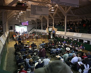 The auction crowd at the 171st Canfield Fair, Friday, Sept. 1, 2017, at the Canfield Fairgrounds in Canfield...(Nikos Frazier | The Vindicator)