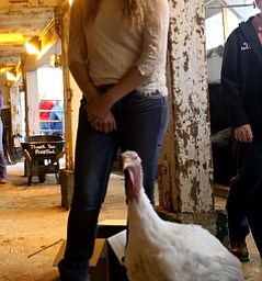 Anna Duda(18) of Berlin Center, waits with her turkey before walking onto the auction stage at the 171st Canfield Fair, Friday, Sept. 1, 2017, at the Canfield Fairgrounds in Canfield...(Nikos Frazier | The Vindicator)