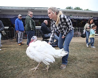 Haley Smith(16) of Austintown, talks her turkey towards Colosseum 8 at the 171st Canfield Fair, Friday, Sept. 1, 2017, at the Canfield Fairgrounds in Canfield...(Nikos Frazier | The Vindicator)